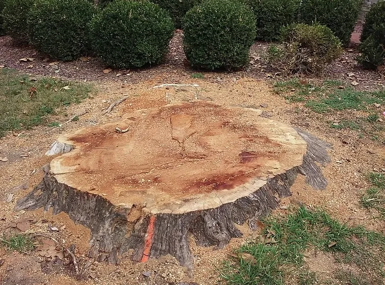 Trusted garden landscaping in Maplewood, MN - Maplewood Tree Service