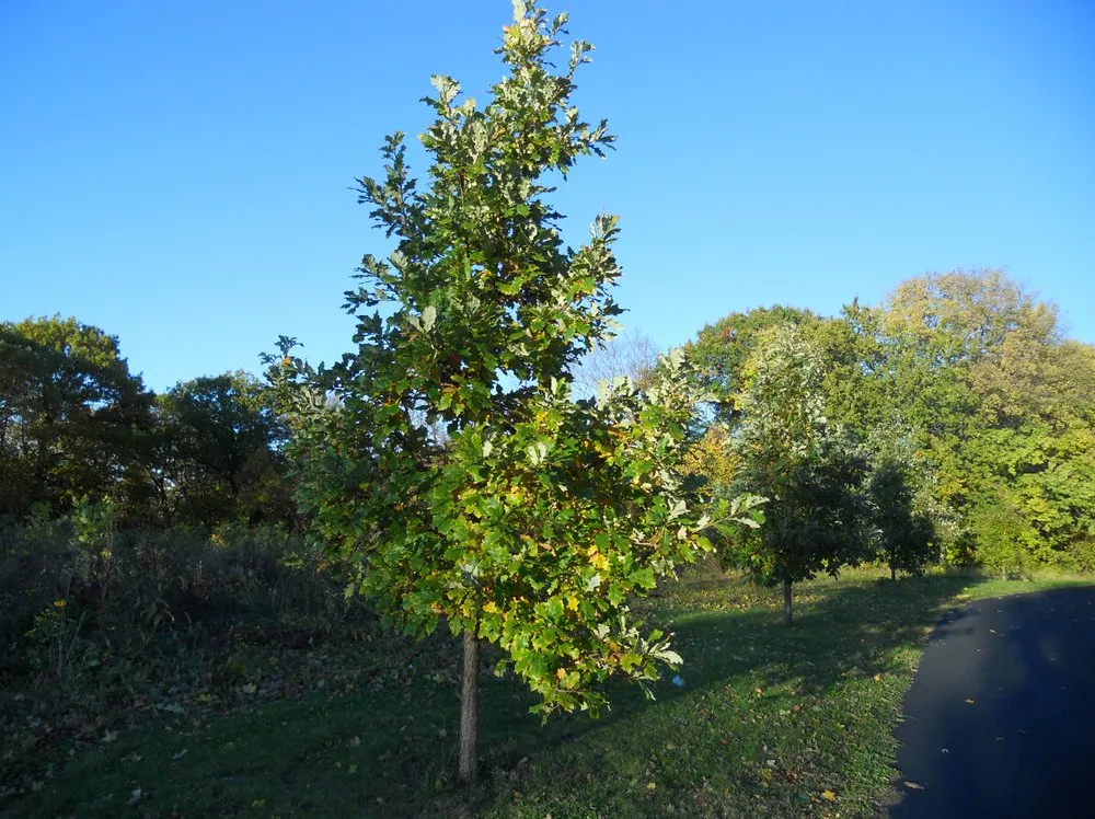 Trusted outdoor landscaping in Maplewood, MN by Maplewood Tree Service
