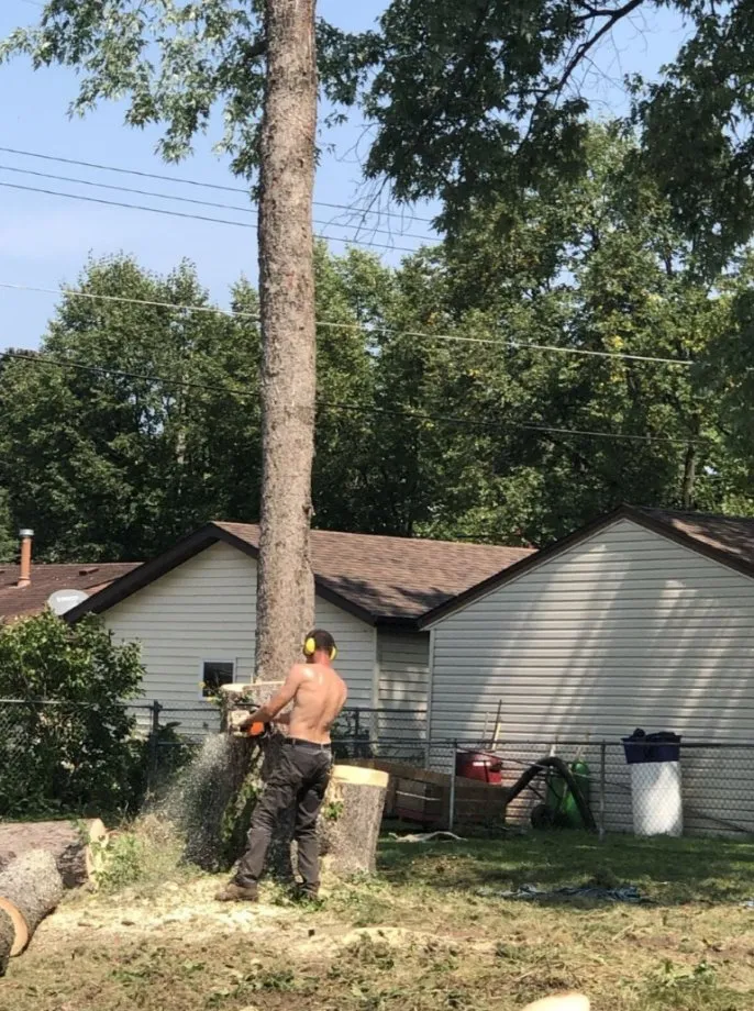 Affordable landscaping services experts serving Maplewood, MN - Maplewood Tree Service