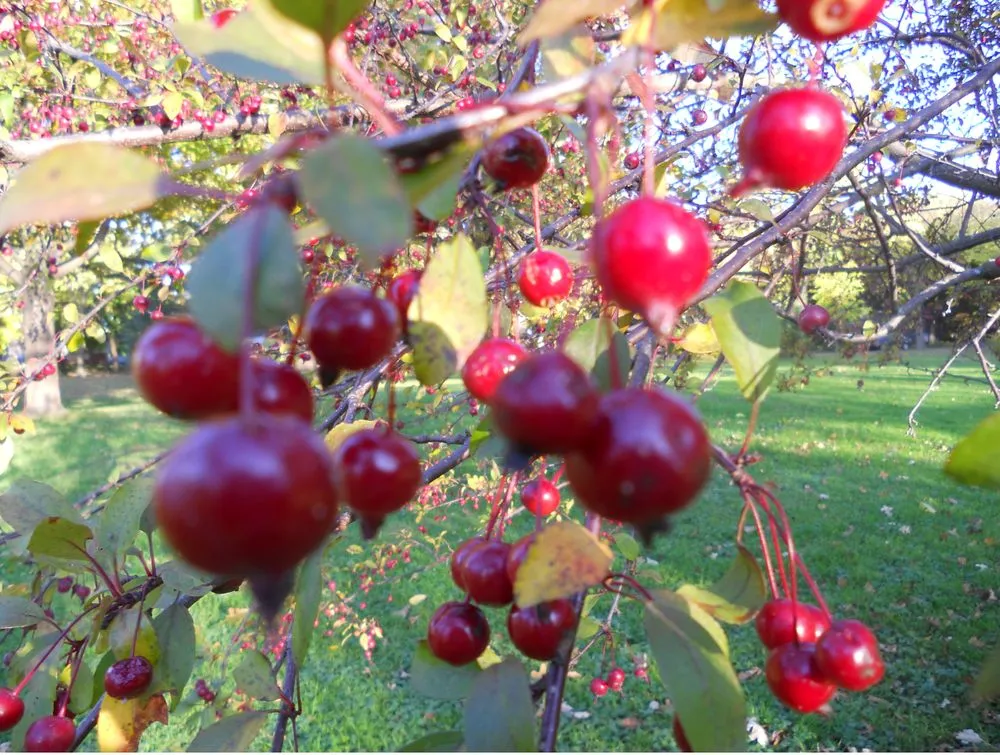 Expert lawn care service for homes in Maplewood, MN by Maplewood Tree Service