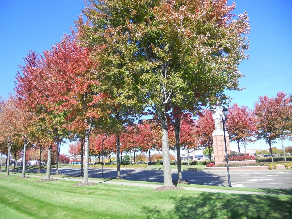 Top-rated landscape design for year-round maintenance across Maplewood, MN - Maplewood Tree Service