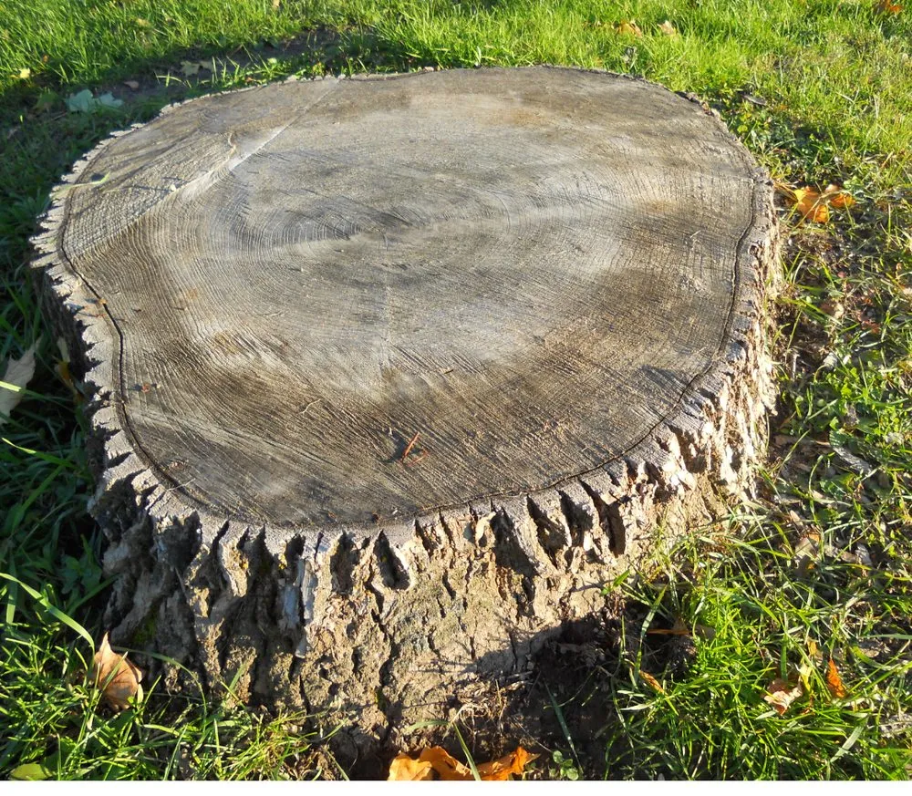 Local landscaping services experts serving Maplewood, MN - Maplewood Tree Service
