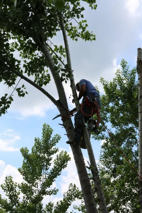 Affordable outdoor landscaping in Maplewood, MN - Maplewood Tree Service