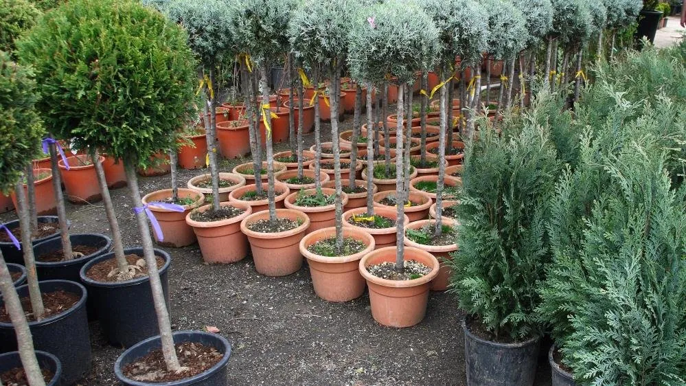 Expert yard maintenance in Greenville, SC by Maranathas Tree Service