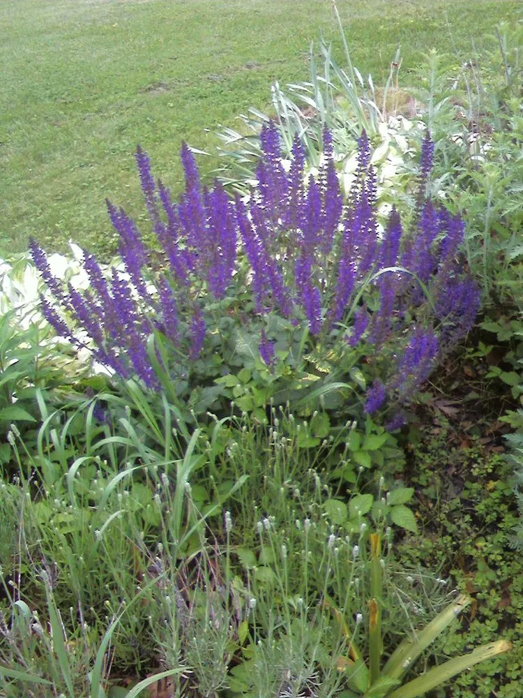 Expert landscaping services for beautiful yards across Littlestown, PA - Marann Jones Garden Design