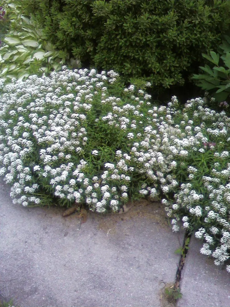 Reliable lawn mowing service near you across Littlestown, PA - Marann Jones Garden Design