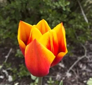 Reliable yard maintenance in Littlestown, PA by Marann Jones Garden Design