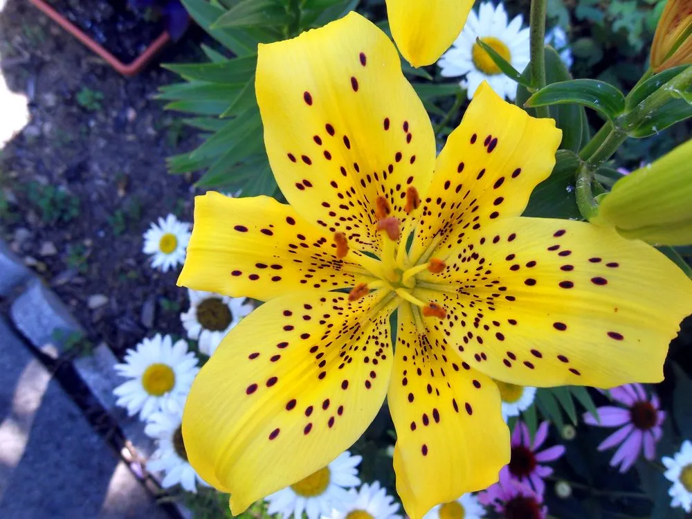 Trusted lawn mowing service near you in Littlestown, PA by Marann Jones Garden Design