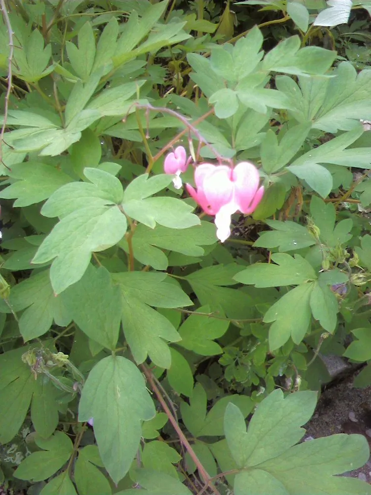 Trusted residential landscaping with custom design in Littlestown, PA by Marann Jones Garden Design