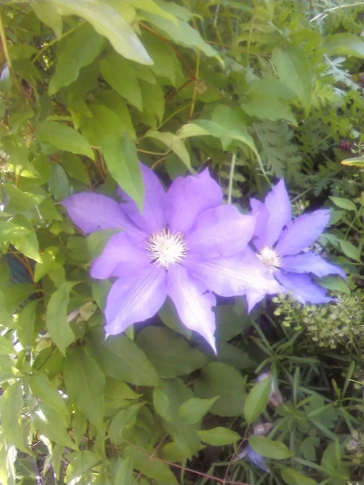 Trusted lawn mowing service in Littlestown, PA by Marann Jones Garden Design