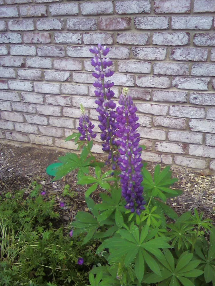 Affordable yard cleanup service experts serving Littlestown, PA - Marann Jones Garden Design