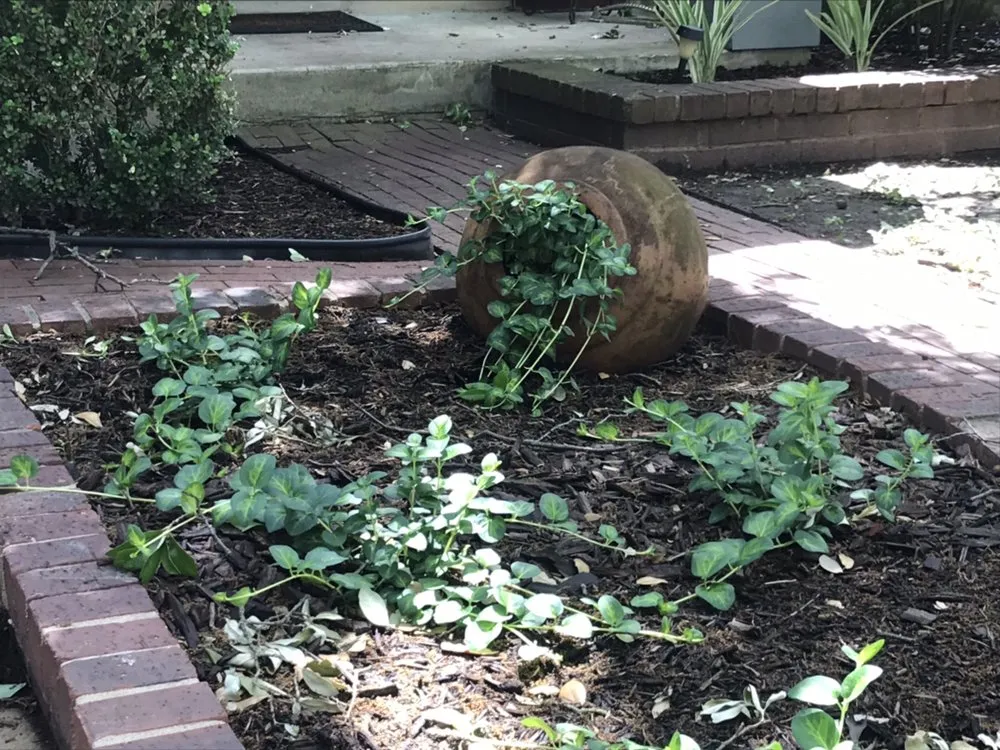 Affordable lawn mowing service for year-round maintenance in Austin, TX by Marathon Lawn Care & Services