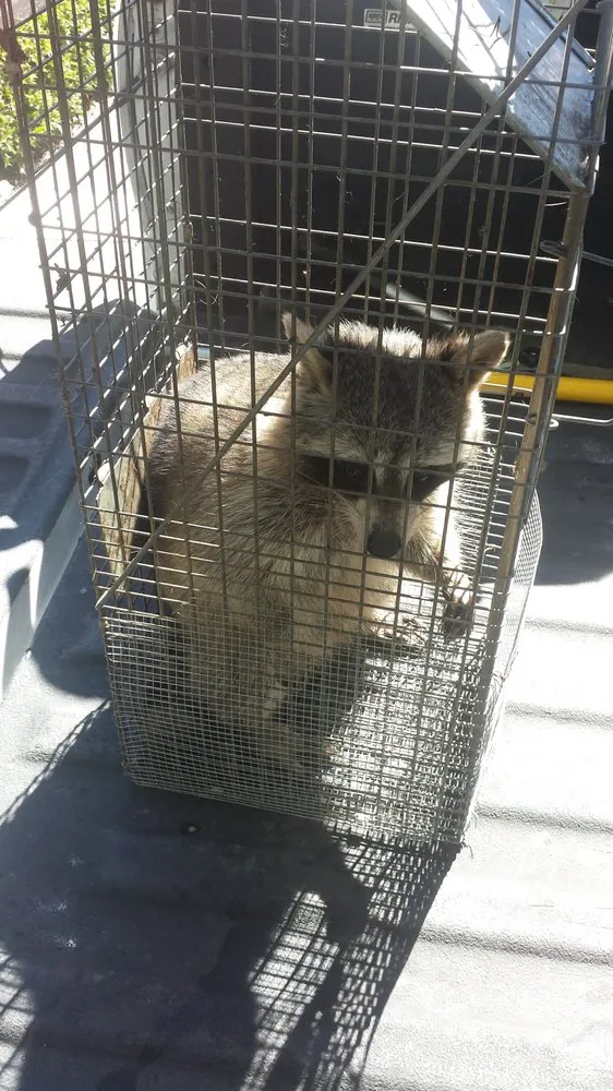 Trusted lawn mowing service near you in Clayton, NC by Marathon Mowing & Wildlife