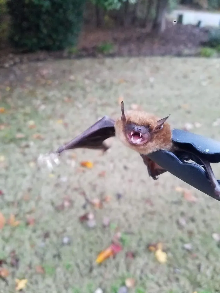 Professional lawn care service for residential properties across Clayton, NC - Marathon Mowing & Wildlife