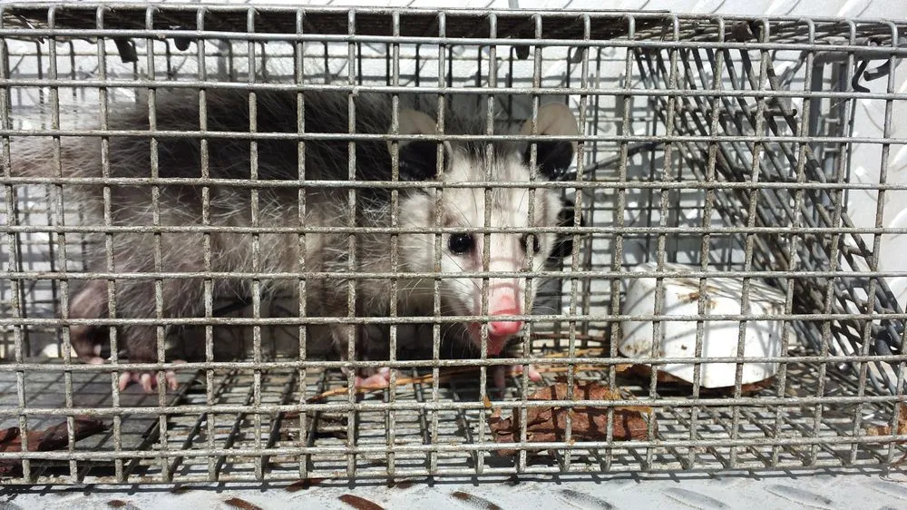 Custom yard maintenance in Clayton, NC - Marathon Mowing & Wildlife