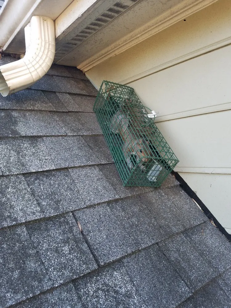 Top-rated yard cleanup service for beautiful yards in Clayton, NC by Marathon Mowing & Wildlife