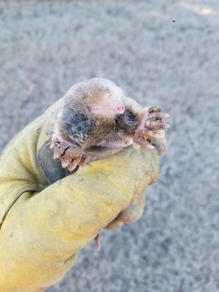 Affordable residential landscaping in Clayton, NC by Marathon Mowing & Wildlife