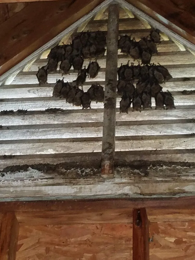 Expert residential landscaping for homes in Clayton, NC by Marathon Mowing & Wildlife