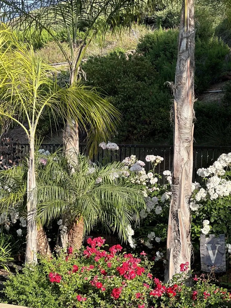 Reliable yard cleanup service in Nuevo, CA - Marathon Nursery and Landscape