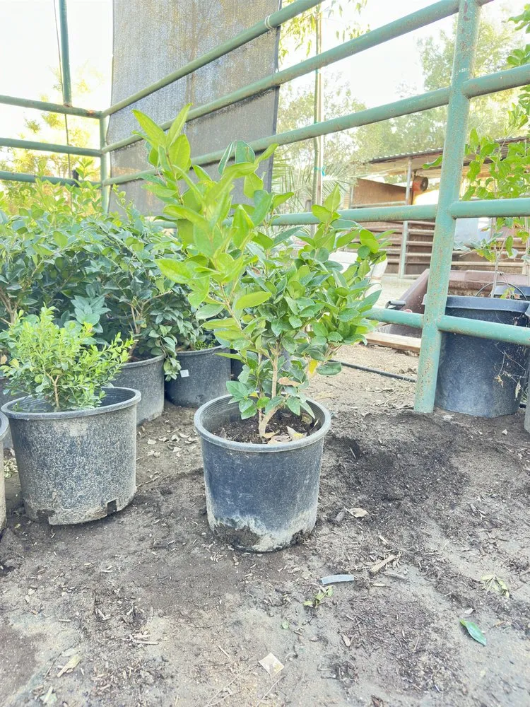 Reliable yard maintenance experts serving Nuevo, CA - Marathon Nursery and Landscape