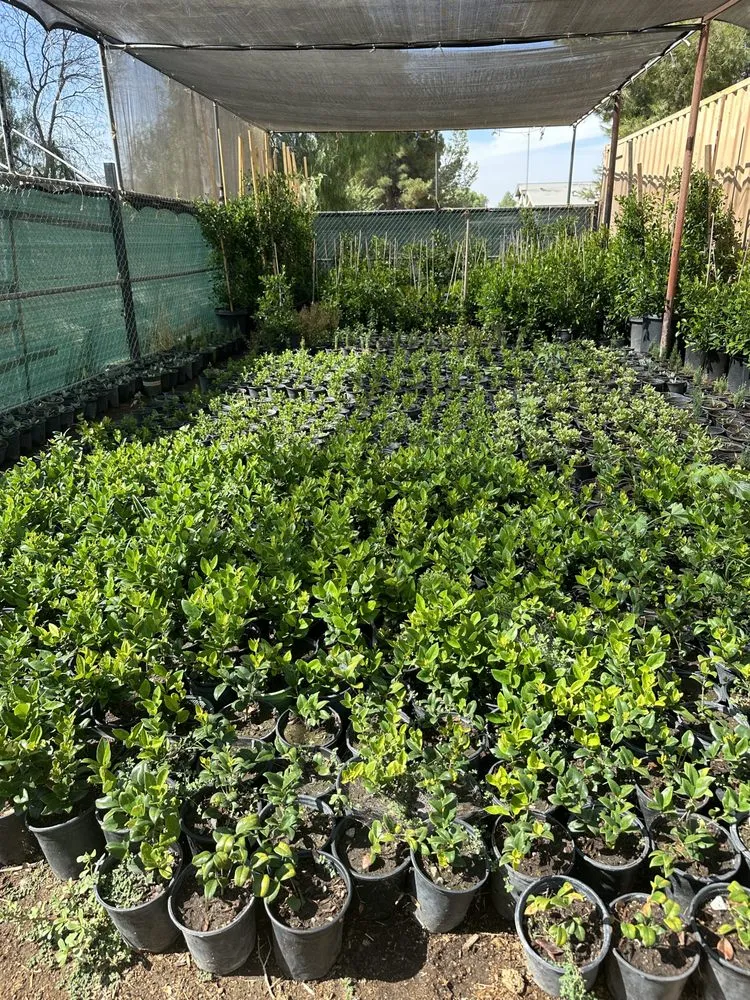 Top-rated garden landscaping experts serving Nuevo, CA - Marathon Nursery and Landscape