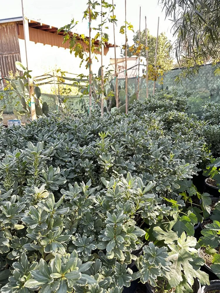 Local residential landscaping for year-round maintenance across Nuevo, CA - Marathon Nursery and Landscape