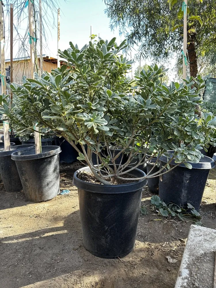 Top-rated outdoor landscaping in Nuevo, CA - Marathon Nursery and Landscape