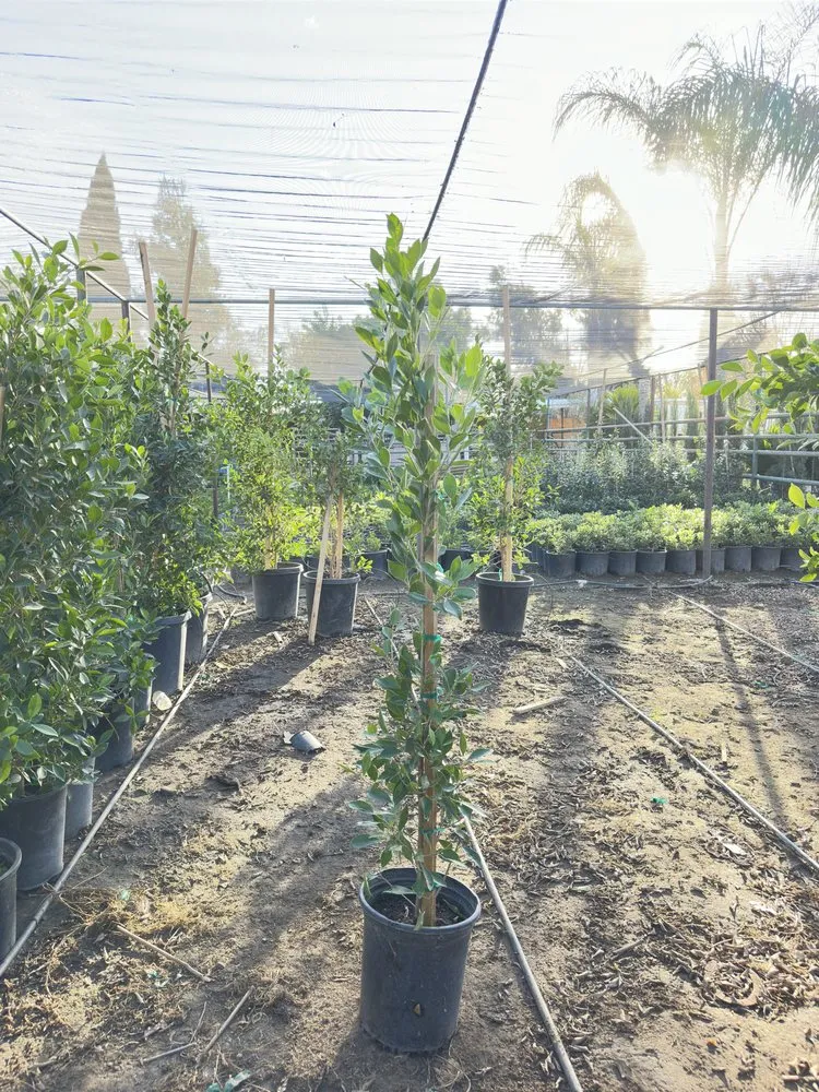 Custom yard cleanup service for outdoor upgrades across Nuevo, CA - Marathon Nursery and Landscape