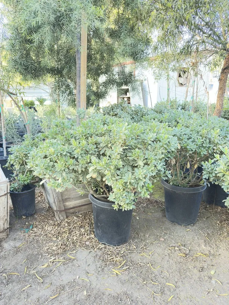 Top-rated garden landscaping for residential properties across Nuevo, CA - Marathon Nursery and Landscape