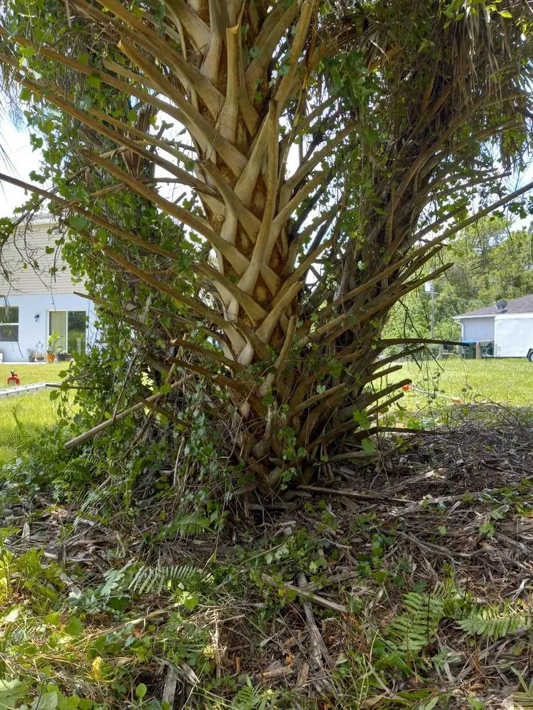 Reliable lawn care service in Palmetto, FL - Maravilla Lawn Service