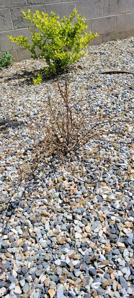 Reliable landscaping services with custom design in Orem, UT by Marbella Landscaping