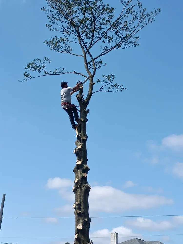 Reliable lawn care service experts serving Chester, PA - Marc Landscaping & Design