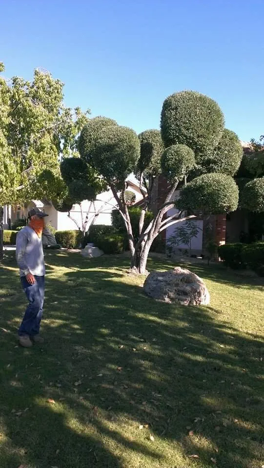 Top-rated lawn mowing service experts serving Glendale, AZ - Marcelino Landscaping