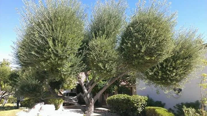 Expert residential landscaping experts serving Glendale, AZ - Marcelino Landscaping