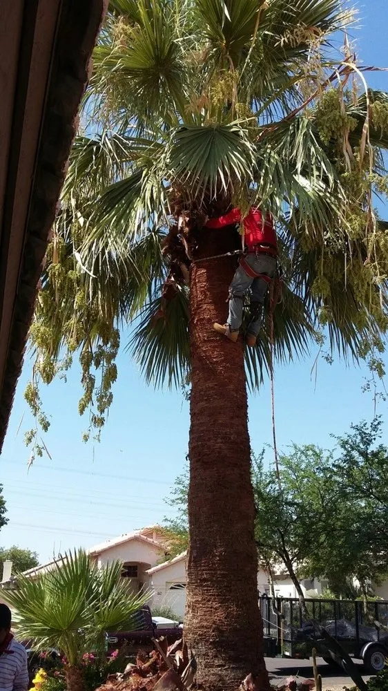 Professional lawn mowing service for residential properties across Glendale, AZ - Marcelino Landscaping