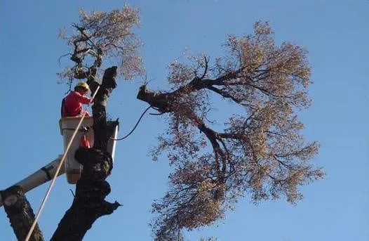 Top-rated garden landscaping in Gaithersburg, MD - Marcell Landscaping and Tree Service