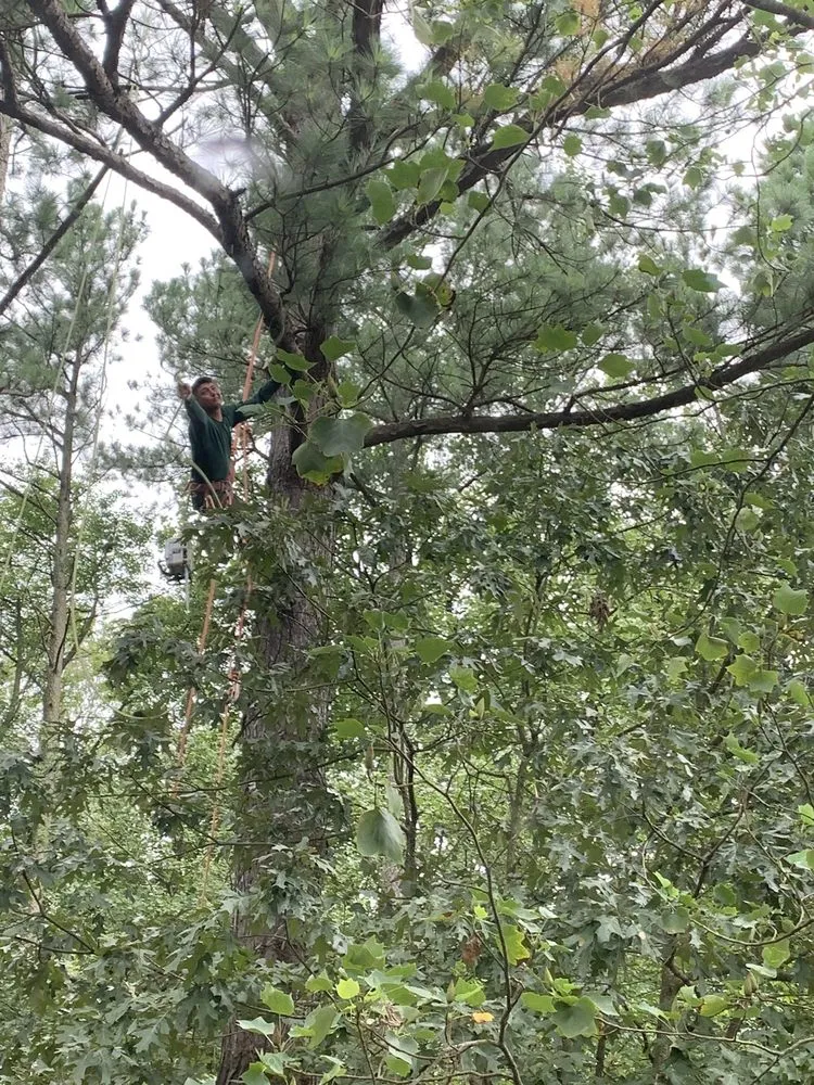 Expert landscape design for outdoor upgrades in Gaithersburg, MD by Marcell Landscaping and Tree Service