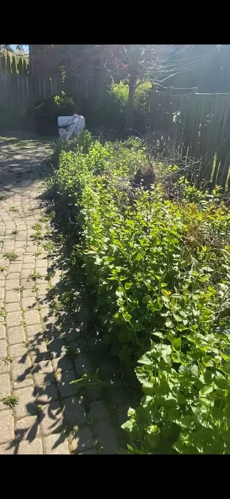 Expert landscaping services experts serving Boynton Beach, FL - Marcello The Handyman