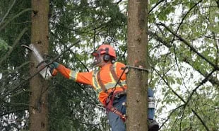 Local residential landscaping for beautiful yards across Louisville, KY - Marcell's Tree Service