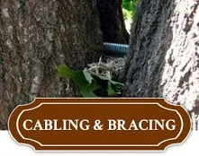 Professional landscape design near you in Louisville, KY by Marcell's Tree Service