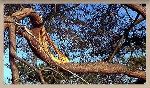 Trusted residential landscaping experts serving Louisville, KY - Marcell's Tree Service