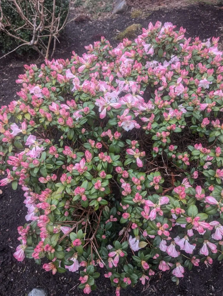 Custom landscape design with custom design in Renton, WA by Marcial Landscaping