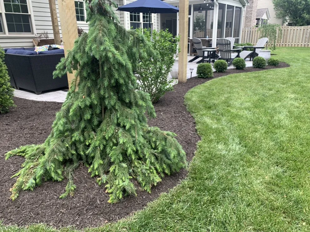 Expert yard cleanup service in Indianapolis, IN by Marcial Lawn Care