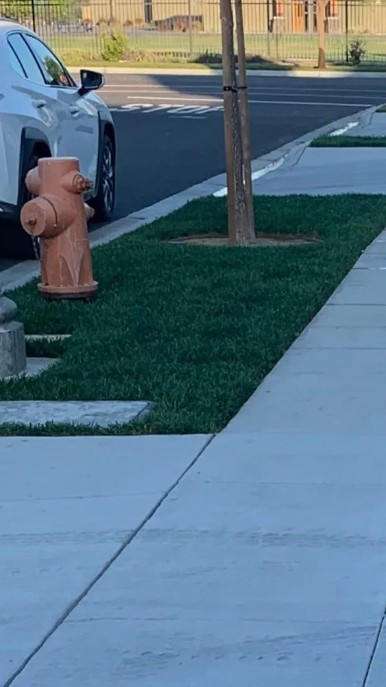 Top-rated yard cleanup service with custom design across Los Angeles, CA - Marco Landscaping Services