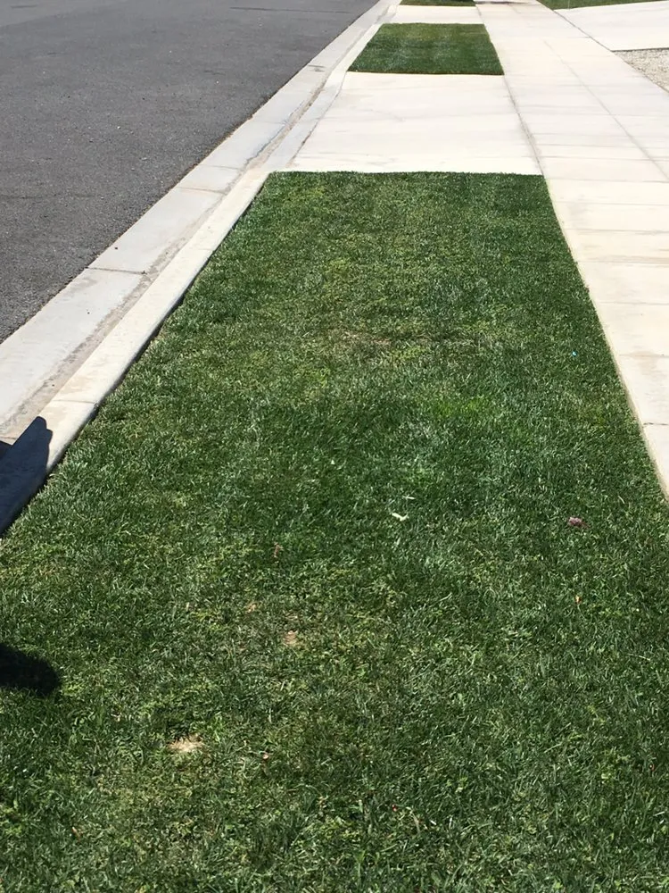 Professional yard cleanup service for year-round maintenance across Los Angeles, CA - Marco Landscaping Services