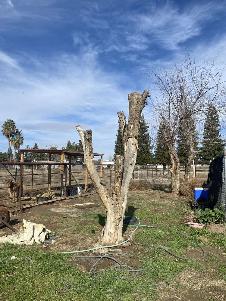 Expert lawn care service in Bakersfield, CA by Marco Stump Grinding