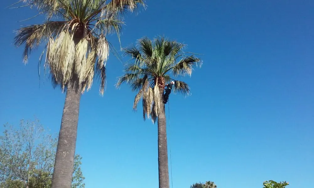 Top-rated landscape design for beautiful yards in San Jose, CA by Marco Tree Services