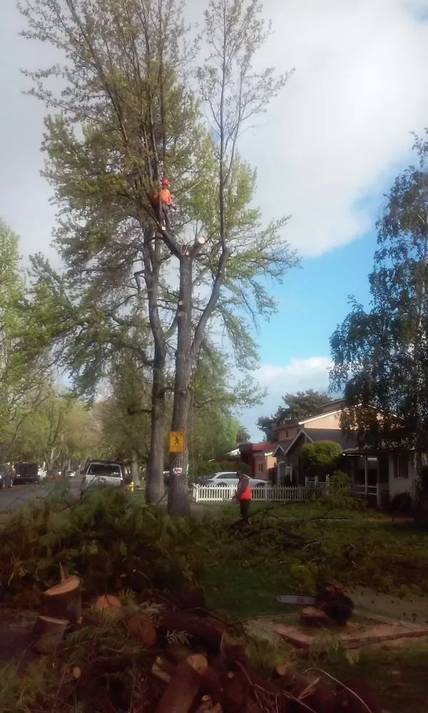 Affordable garden landscaping in San Jose, CA by Marco Tree Services