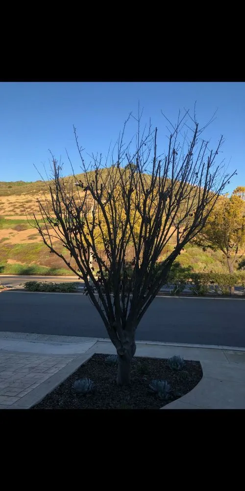 Reliable yard cleanup service for beautiful yards in Lake Forest, CA by Marco's Garden Services