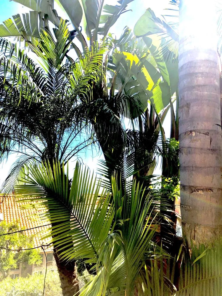 Trusted outdoor landscaping in Lake Forest, CA - Marco's Garden Services